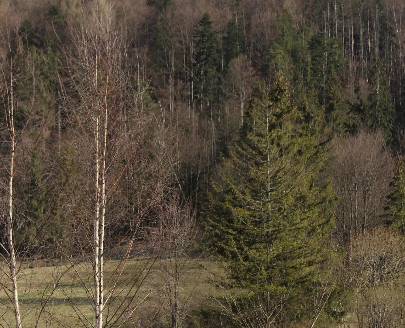 Ferienwohnung Apartament Blisko Szlaku Zakopane